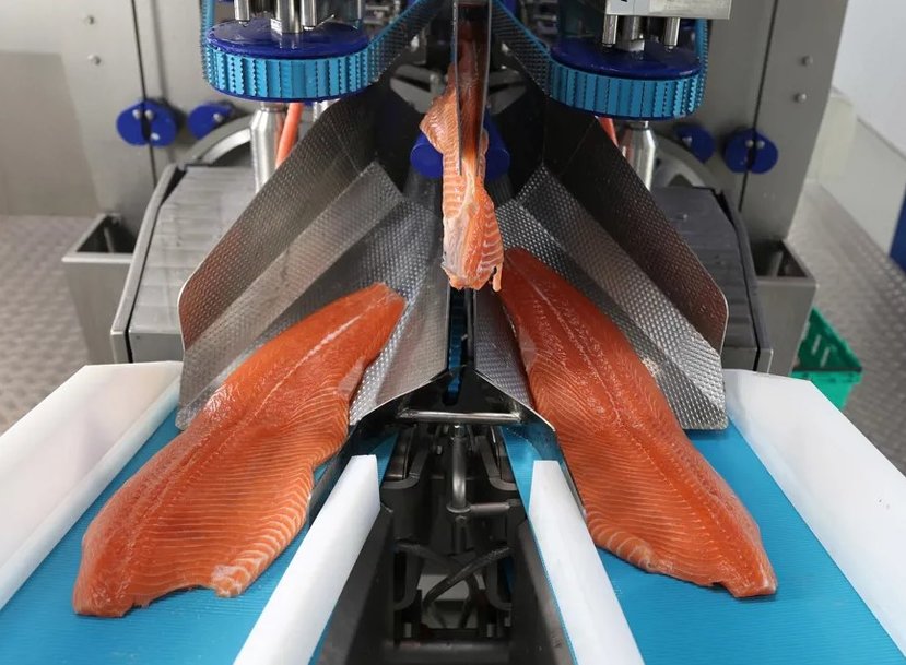 Golden State Seafood transforms salmon processing efficiency with Marel's MS 2750